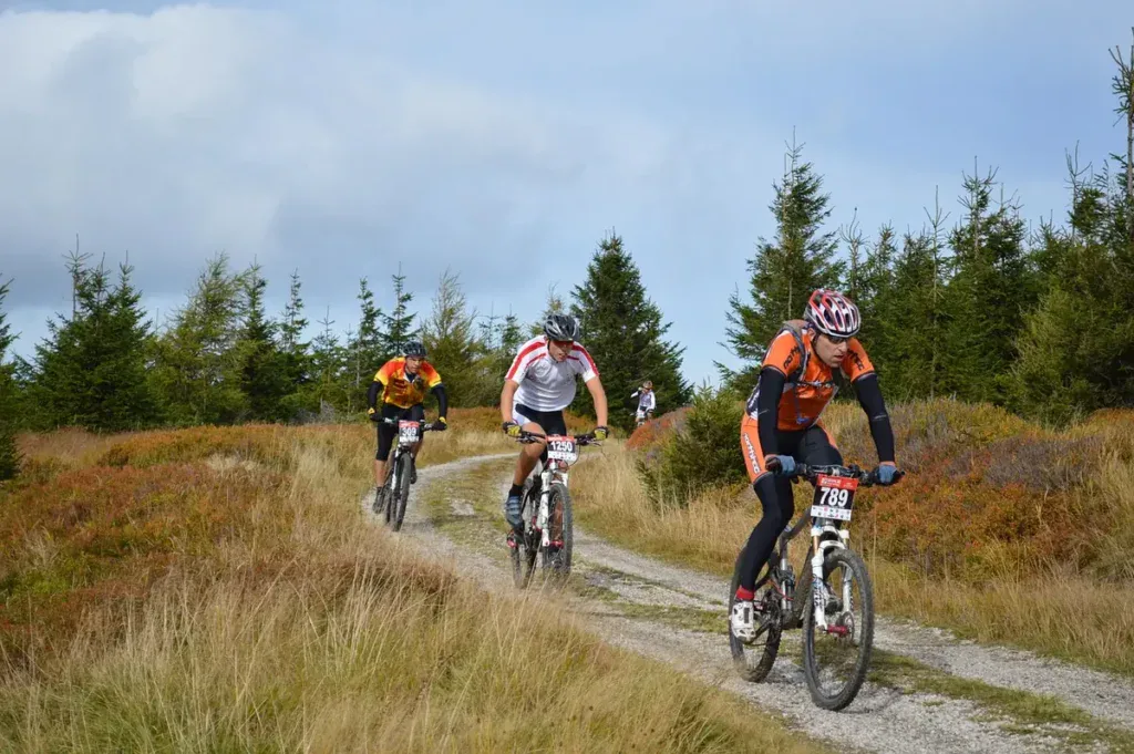 Rowerzyści MTB na szutrowej drodze wśród wrzosowisk i młodych świerków w Górach Izerskich
