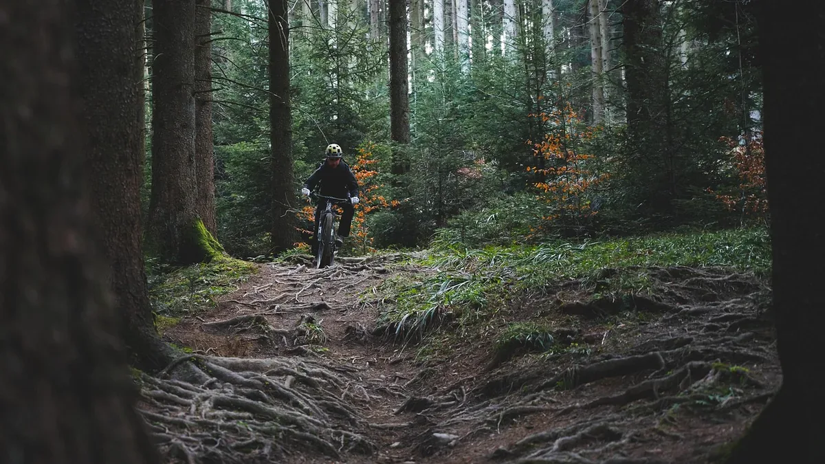 Rowerzysta MTB zjeżdża wąskim singletrackiem z korzeniami w świerkowym lesie
